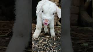 Little Sheep Shouts Mom Together goat babylamb funnyanimal cute littlegoat animals [upl. by Hamo]