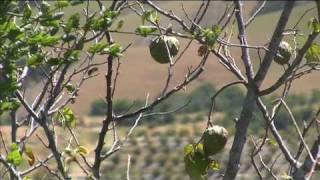 Growing Cherimoyas in California  Unique Fruit [upl. by Nosreffej]