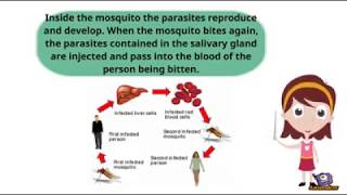 How does Mosquito spread Malaria [upl. by Jehias870]