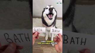 Siberian Husky  The Most Dramatic Dogs Breed [upl. by Adnimra720]