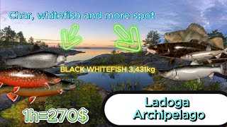 LADOGA ARCHIPELAGO CHAR WHITEFISH AND MORE RF4  ARCHIPELAG ŁADOGA GOLEC SIEJA I NIE TYLKO RF4 [upl. by Alrad789]