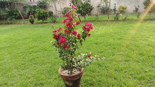 Rapid Growth Tips Of Lagerstroemia  Crape Myrtle Care In Pot [upl. by Avraham]