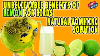 Why LEMON JUICE Is VERY USEFUL For Birds Lemonade Budgies Lovebirds Cockatiel Happy Birds To You [upl. by Nnairak235]