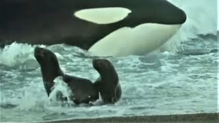 Deadly Killer Whale Moments  Top 5  BBC Earth [upl. by Zaremski152]