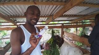 Deworming  How to deworm a goat using Ivermectin through an subcutaneous SQ injection [upl. by Nealy992]