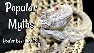 Bearded Dragon Myths amp Misconceptions [upl. by Yelkreb]