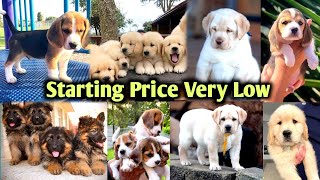 सभी Dogs Available सस्ते रेट पर  All India Delivery  Husky Starts ₹999  Beagle Rottweiler [upl. by Amikan]