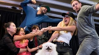 Whose Dog Is It  Lele Pons [upl. by Sekyere83]