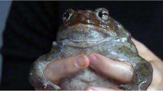 Monsoons bring out Colorado River Toads [upl. by Naugal]