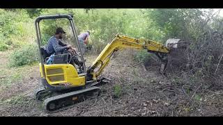 YANMAR VIO17  Defrisare boscheti spinosi  Clearing spiky bushes [upl. by Neille496]