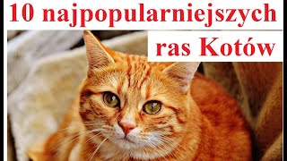 10 Najpopularniejszych ras Kotów [upl. by Ojadnama]