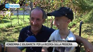 TG TREVISO 10092018  VENDEMMIA E SOLIDARIETA PER LA RICERCA SULLA PROGERIA [upl. by Gerti]