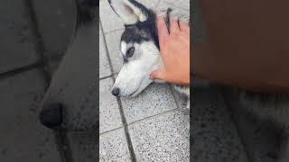 husky huskiesy siberianhusky huskyplaying huskylife huskii cute funny [upl. by Tormoria]