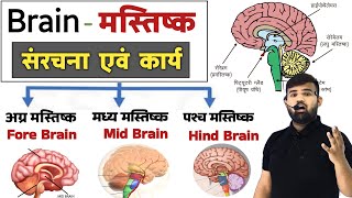 Brain  मानव मस्तिष्क  Structure of Brain  Brain Anatomy and physiology  Nervous System [upl. by Cilo156]