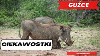 GUŹCE Ciekawostki o Guźcach Film dla dzieci ciekawostki filmydladzieci [upl. by Nortyad]