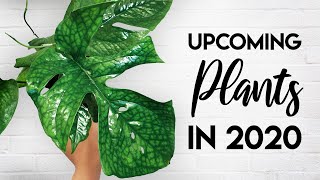 20 Upcoming Plants 2020  New Plants on The Houseplant Market [upl. by Arym]