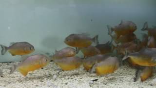 Piraya Piranha available at aquascapeonlinecom [upl. by Ynnub]