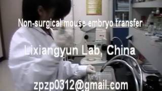 Nonsurgical mouse embryo transfer [upl. by Ahsian]