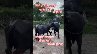 rago le buffalo lai Mathi chader chhirauda yasto abastha dekhiyo share subscribe shorts animals [upl. by Innoc]