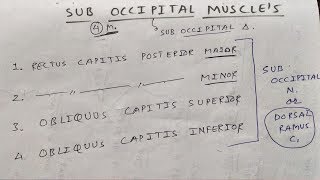 Sub occipital muscle and these nerve supply [upl. by Barbra]