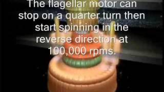 The Flagellar Motor  By Design or By Chancewmv [upl. by Hilton761]