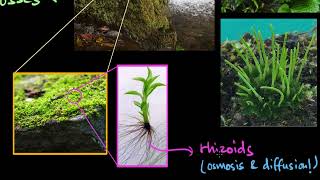 Bryophytes  Plant Kingdom  Biology  Khan Academy [upl. by Assirrac]