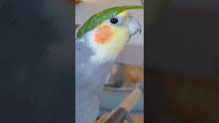 Mesmerizing Melodies Exploring the Singing Skills of Cockatiel Birds birdsounds cockatielsongs [upl. by Aiyram]