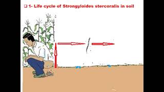 ٍStrongyloides stercoralis GIT module Dr Khaled Habib [upl. by Oriaj538]