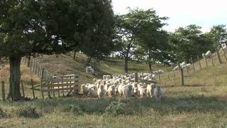 Angora Goat Farming In New Zealand  1 Farm Mohair For Profit [upl. by Einial]