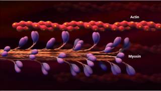 3 Muscle contraction detail Concept Cell Biology [upl. by Garibull434]