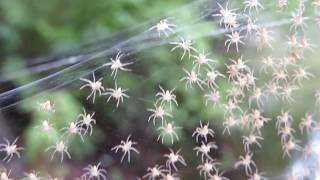 Ballooning Spiderlings [upl. by Denton735]