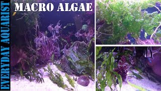 How To Grow Marine Macro Algae  Planted Saltwater Aquarium [upl. by Nednarb]