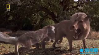 Bear Dog vs Terminator Pig Amphicyon vs Daeodon quotDinohyusquot [upl. by Nolaf37]