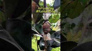 Rubber Plant Propagation  Air Layering  airlayering shorts gardening ficusplant ficuselastica [upl. by Smiga402]