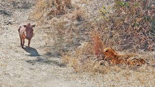 Warthog Walks Right Into Leopard [upl. by Aldwon]