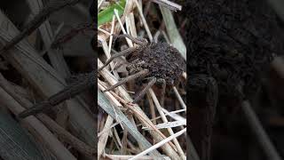 CENTINAIA di RAGNETTI su MAMMA RAGNO WOLF SPIDER MAMA amp BABY SPIDERS spider insects [upl. by Tallbot732]