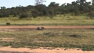 Leopard killing warthog [upl. by Pergrim]