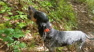 Coonhound Howling on a Trail [upl. by Nickola370]