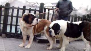 A Saint Bernard and a hot spring resort [upl. by Keane]