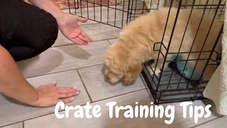 Puppy Crate Training 101  Goldendoodle Schnoodle Cockapoo Breeder [upl. by Llehsram]