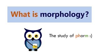 What is morphology [upl. by Gabby]