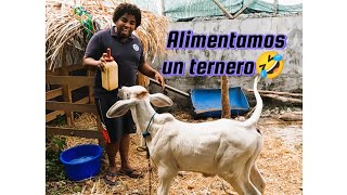 ALIMENTAMOS A UN TERNERO D [upl. by Lorenzo]