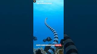 Belchers sea snake vs Inland taipansciencesciencefactsfacts [upl. by Reivaz213]