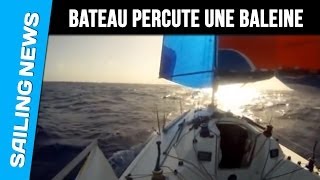 Quand un bateau en course percute une baleine [upl. by Sucramej]