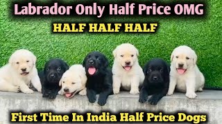 Cheapest Dog Market In India 2024  Labrador Puppies Market In Delhi  Sachin Chaudhary Vlogs  Dogs [upl. by Annodal276]