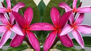 PLUMERIA Plant Care Watering Tips How amp When to Water PLUMERIAS  Growing Frangipani [upl. by Dash]