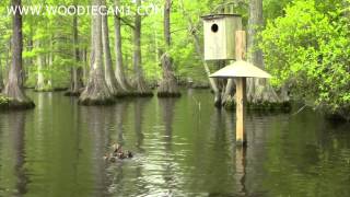 Hooded Merganser and Wood Duck babies skydive 5814 [upl. by Rednasyl]