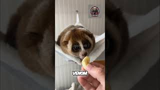 The Deadly Secret of the Slow Loris The Only Venomous Primate shorts animals slowloris [upl. by Marras]