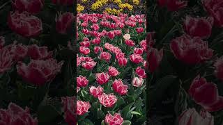 Tulip Time at Bowral Sydney [upl. by Aliak]