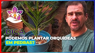 Podemos plantar orquídeas em pedras [upl. by Hillyer]